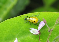 Diabrotica decempunctata