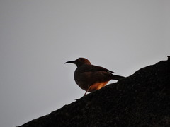 Toxostoma curvirostre