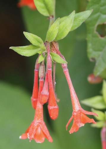 Fuchsia orientalis (Fuchsia orientalis)