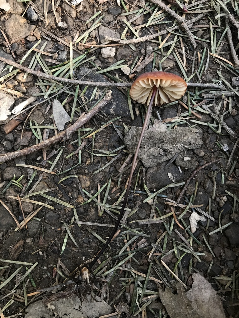 Marasmius plicatulus · January 2026 · photo: © paganka (iNaturalist, cc-by-nc)