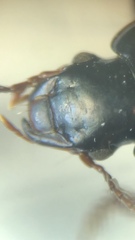 Harpalus attenuatus