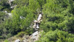 Buteo buteo