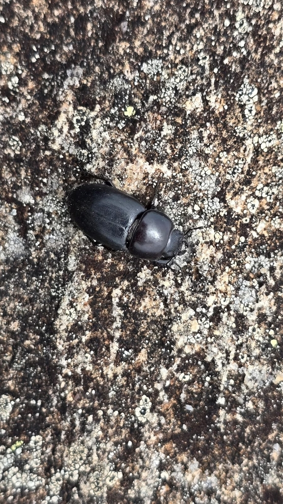 Montesinus monnei