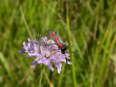 Zygaena filipendulae