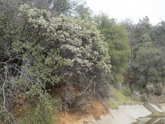 Arctostaphylos viscida viscida