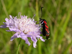 Zygaena filipendulae