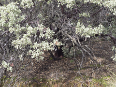 Arctostaphylos viscida viscida