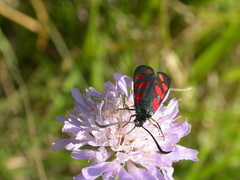 Zygaena filipendulae