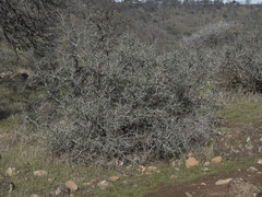 Ceanothus cuneatus cuneatus