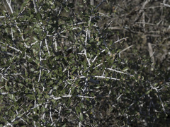 Ceanothus cuneatus cuneatus