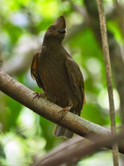 Rupicola rupicola