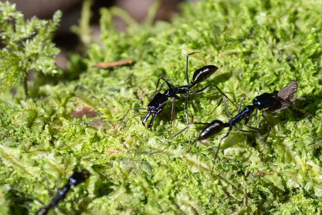 Odontomachus aciculatus (Odontomachus aciculatus)