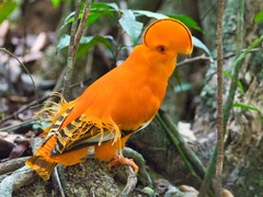 Rupicola rupicola