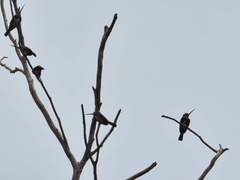 Brachygalba lugubris