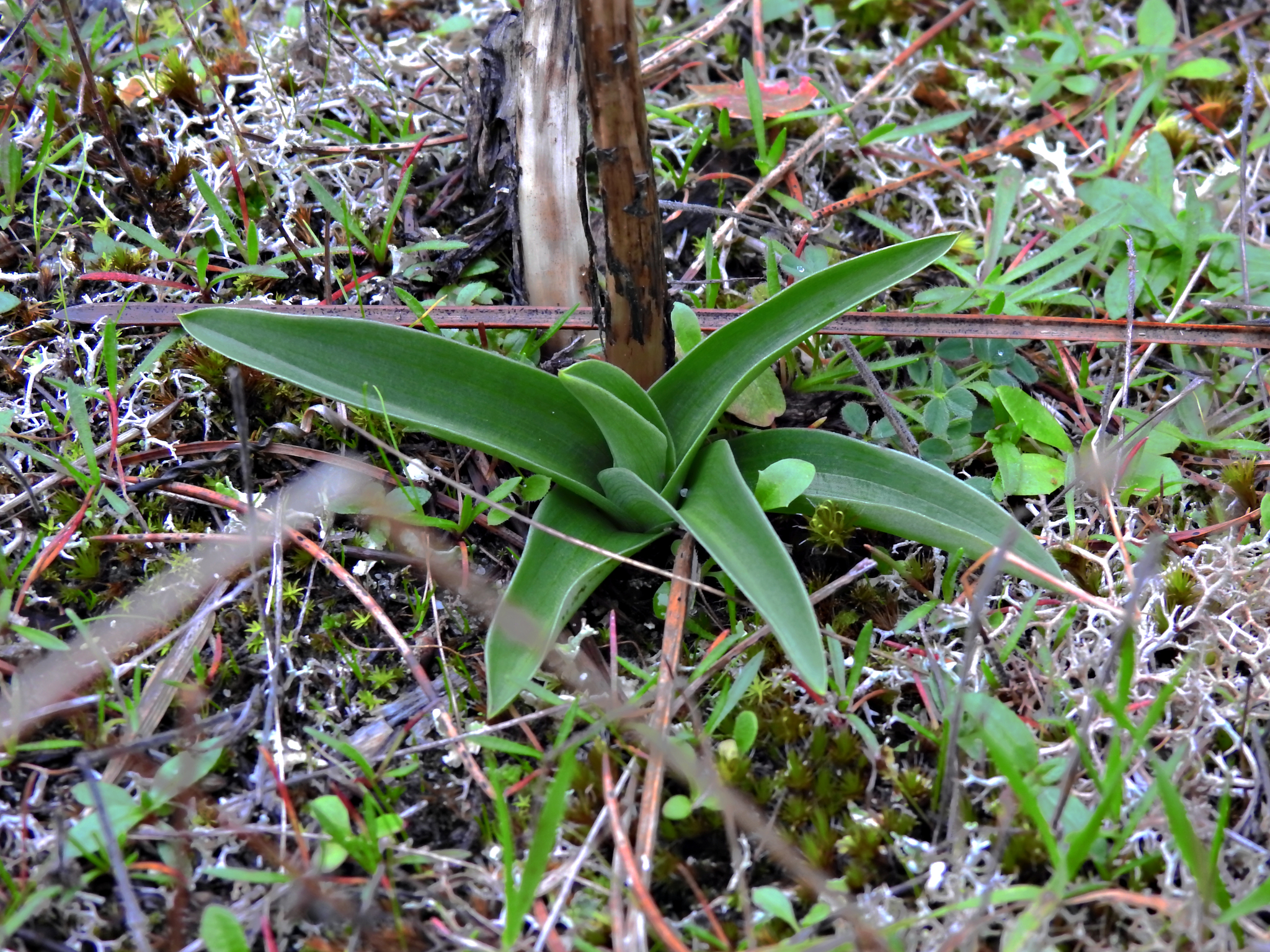Orquídea mariposa