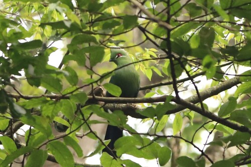 Black-billed Turaco (Tauraco schuettii), photo 6