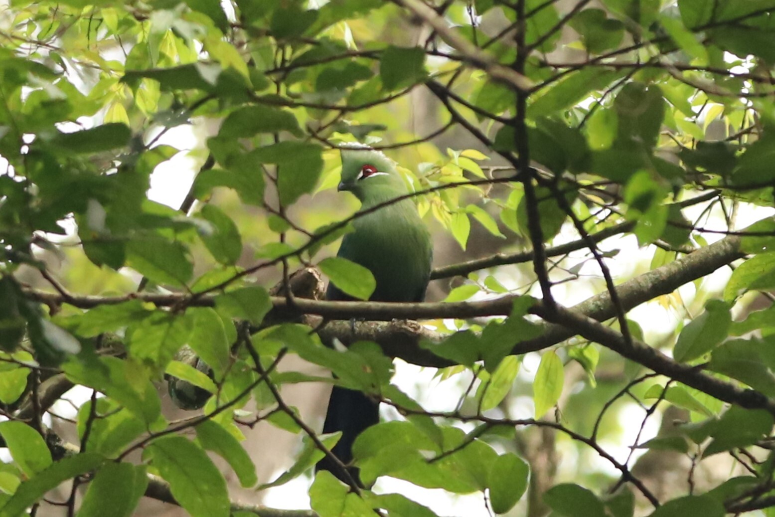 Black-billed Turaco (Tauraco schuettii), photo 6