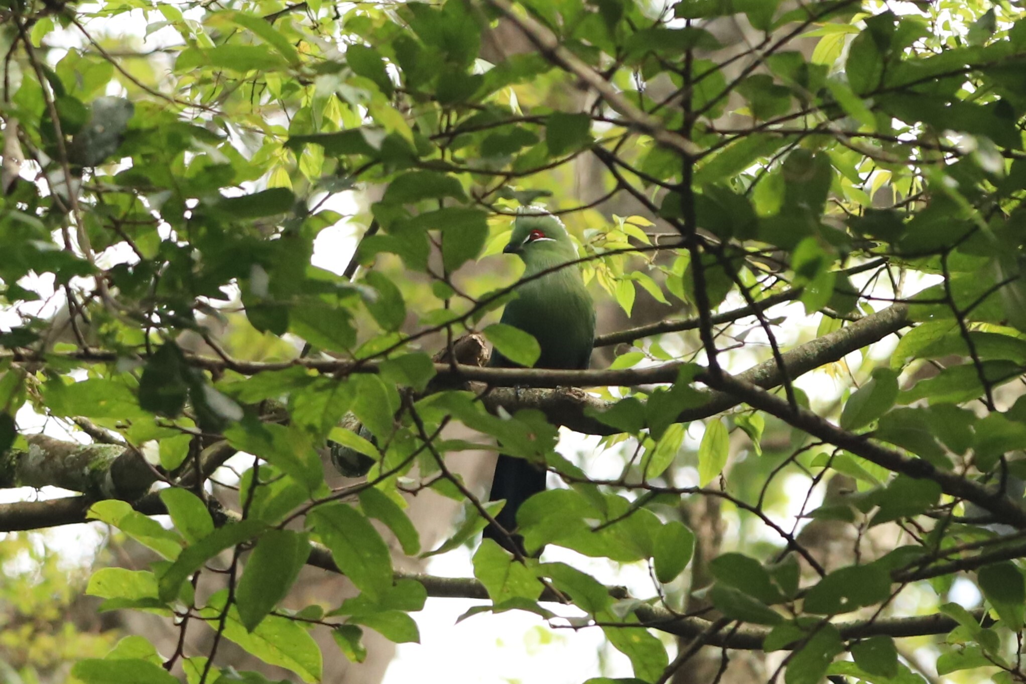 Black-billed Turaco (Tauraco schuettii), photo 7