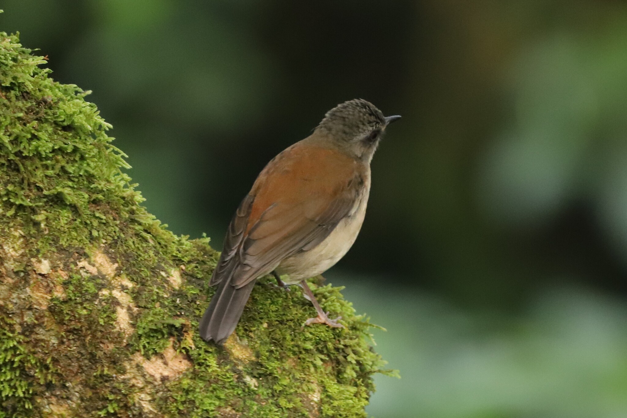 Brown-chested Alethe (Chamaetylas poliocephala), photo 1