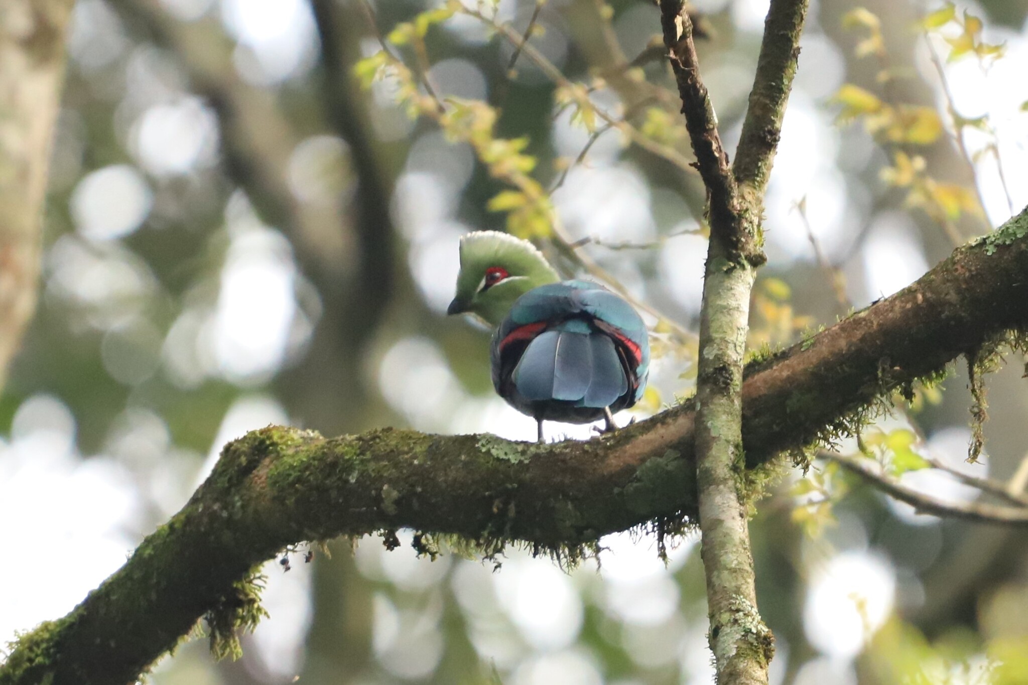 Black-billed Turaco (Tauraco schuettii), photo 8