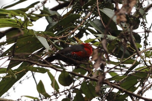 Red-headed Bluebill (Spermophaga ruficapilla), photo 7