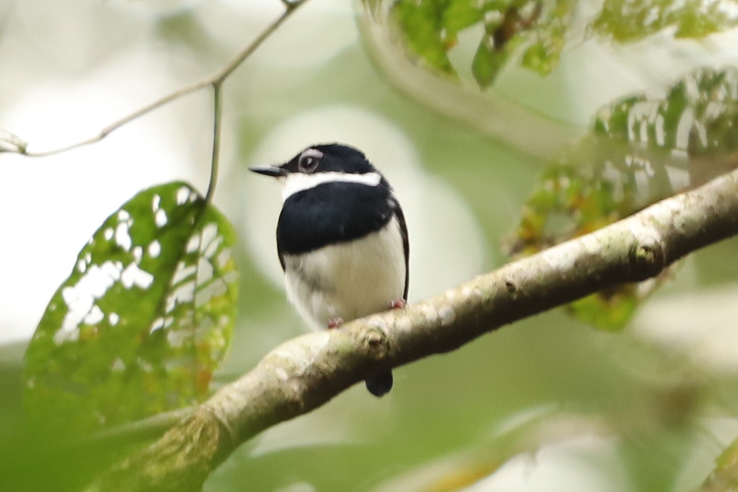 Chestnut Wattle-eye (Dyaphorophyia castanea), photo 3