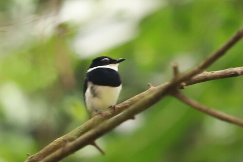 Chestnut Wattle-eye (Dyaphorophyia castanea), photo 10
