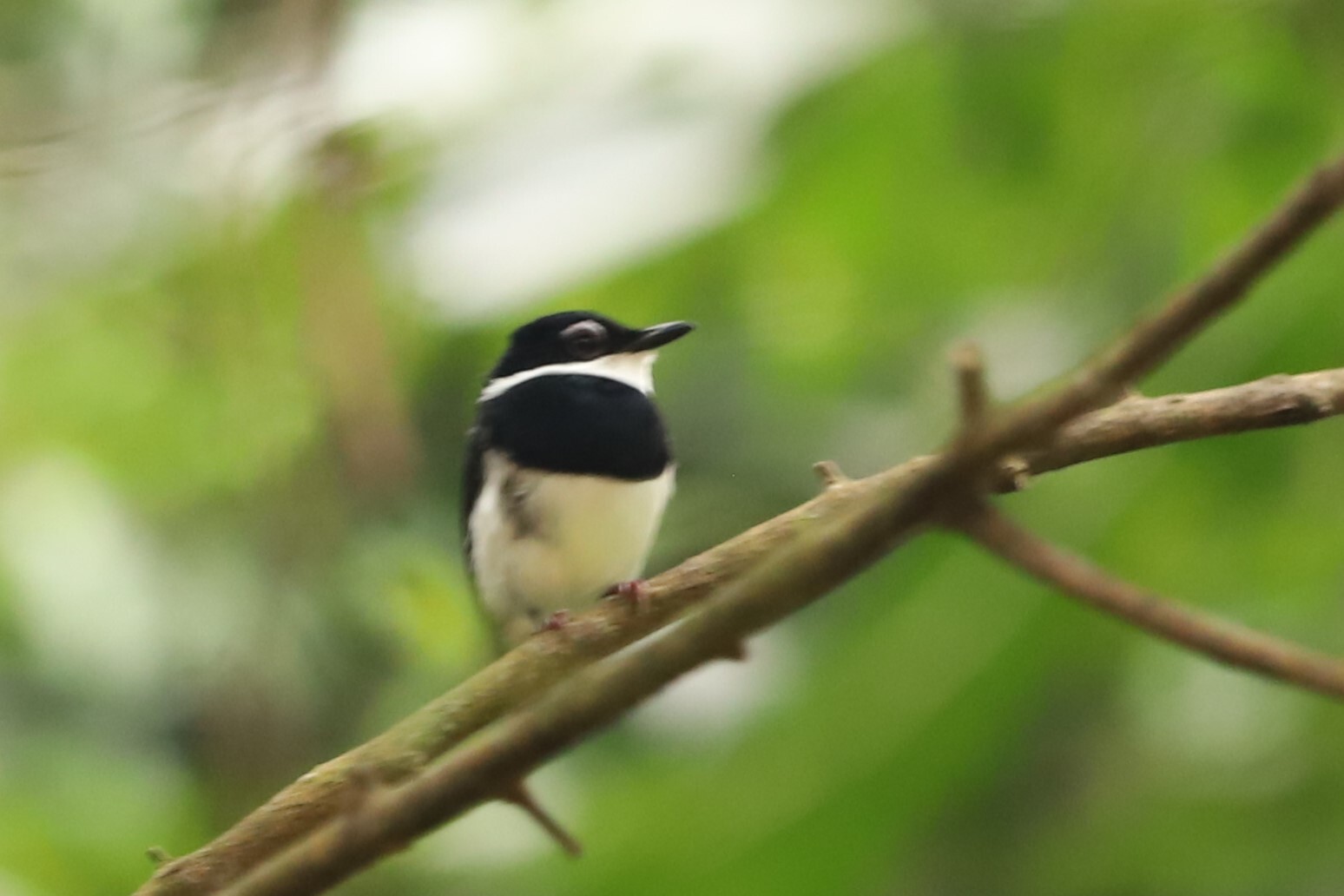 Chestnut Wattle-eye (Dyaphorophyia castanea), photo 4