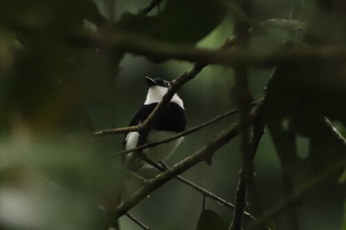 Chestnut Wattle-eye (Dyaphorophyia castanea), photo 4