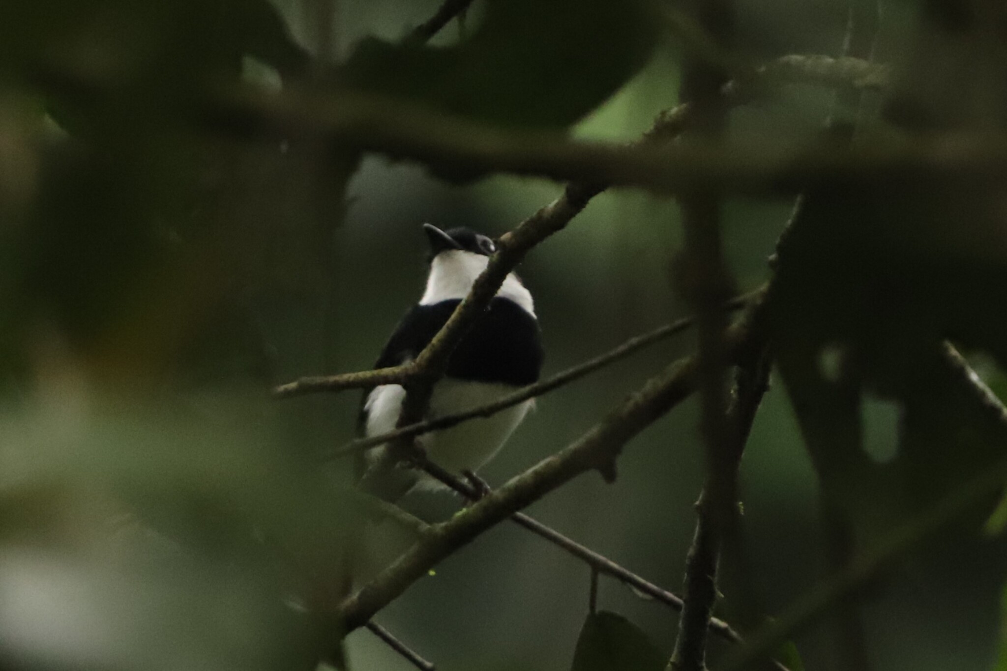 Chestnut Wattle-eye (Dyaphorophyia castanea), photo 2