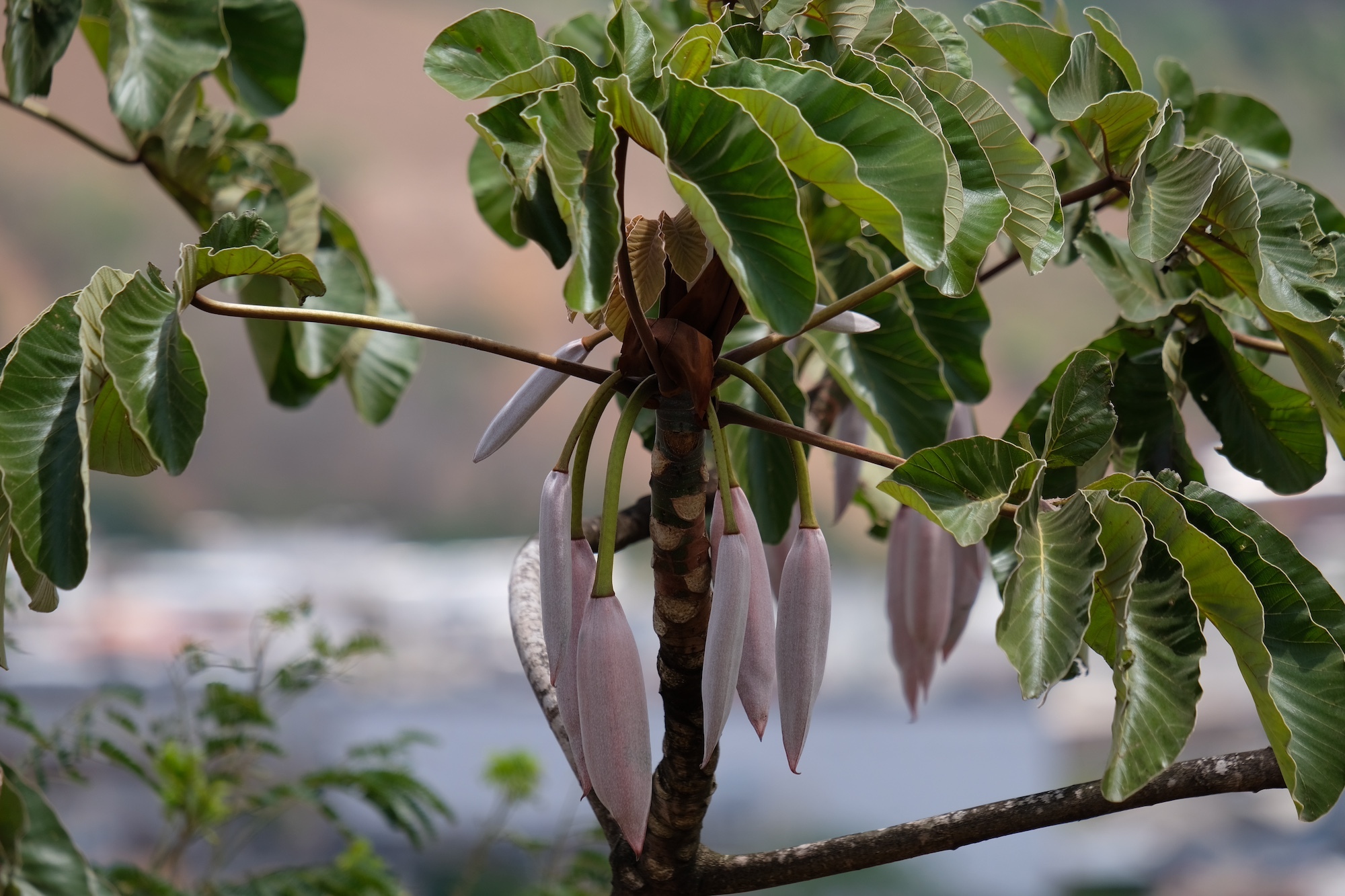 Cecropia palmata