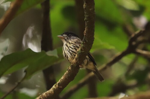 African Broadbill (Smithornis capensis), photo 3