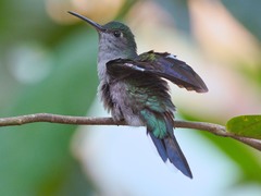 Campylopterus largipennis