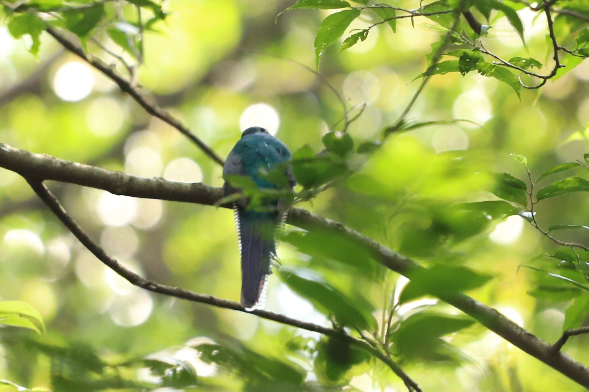 Bar-tailed Trogon (Apaloderma vittatum), photo 2