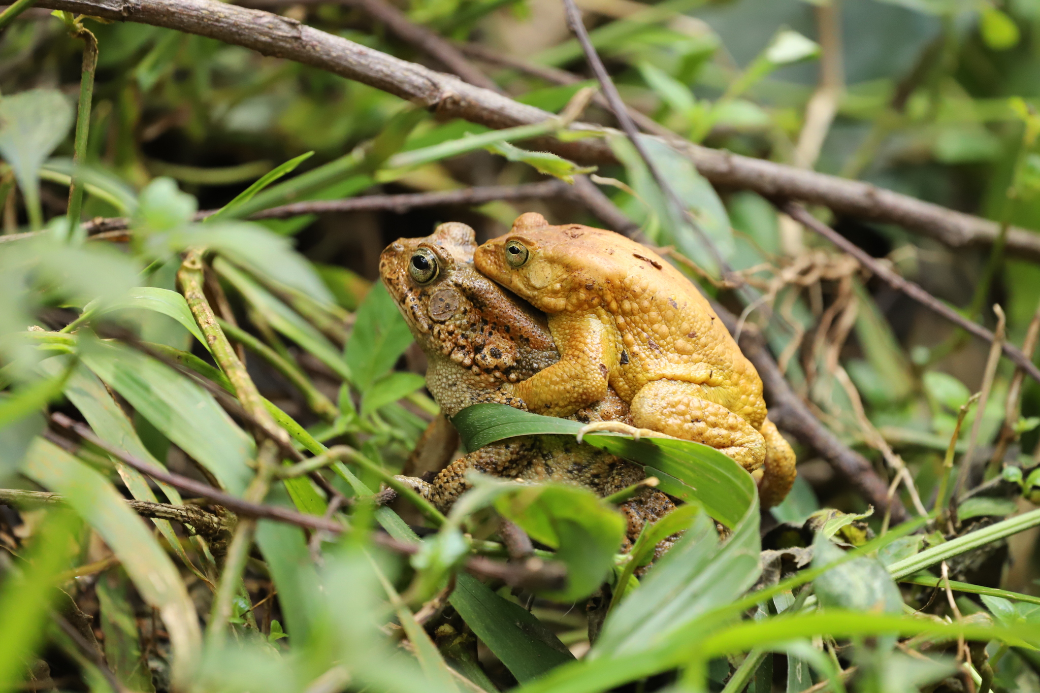 Kisolo Toad photo 4