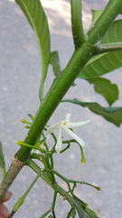 Tabernaemontana alba