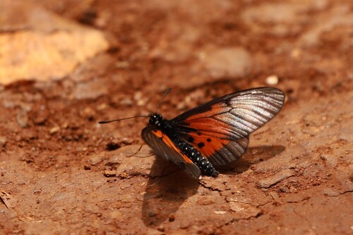 Acraea quirinalis