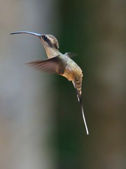 Phaethornis superciliosus