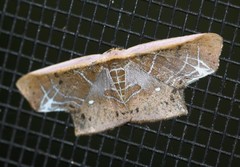 Tessarotis rubrata