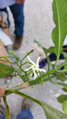 Tabernaemontana alba