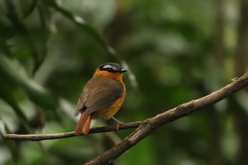Grey-winged Robin-Chat (Sheppardia polioptera), photo 4