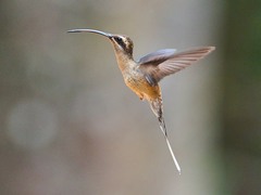 Phaethornis superciliosus