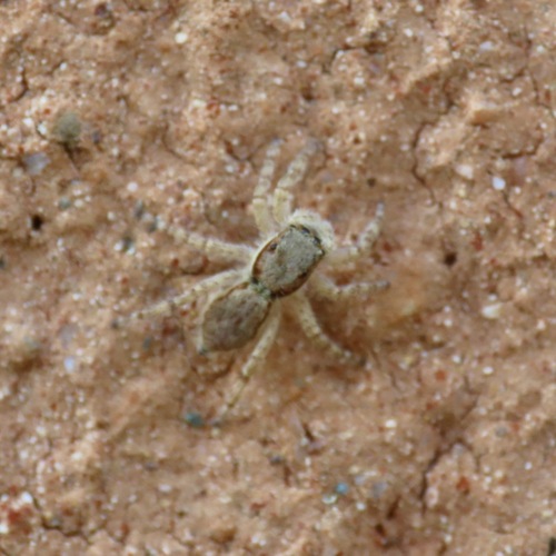 Gray Wall Jumping Spider (Menemerus bivittatus)