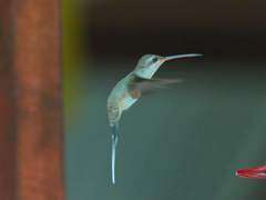 Phaethornis bourcieri