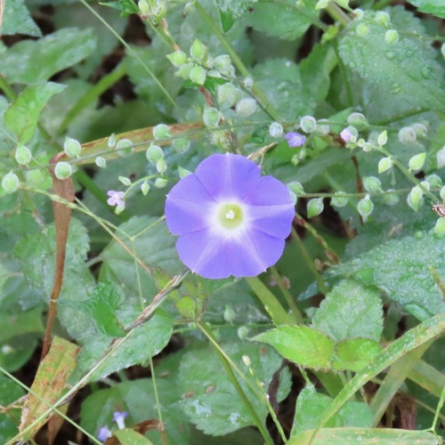 Ipomoea meyeri (Ipomoea meyeri)