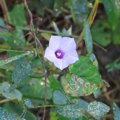 Campanilla (Ipomoea triloba)