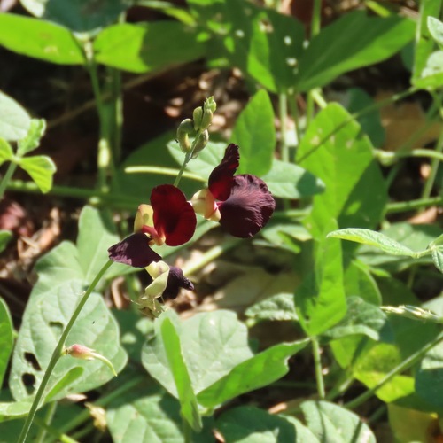 Purple Bush-Bean (Macroptilium atropurpureum)