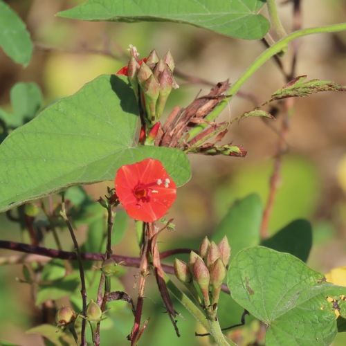 scarlet creeper (Ipomoea hederifolia)