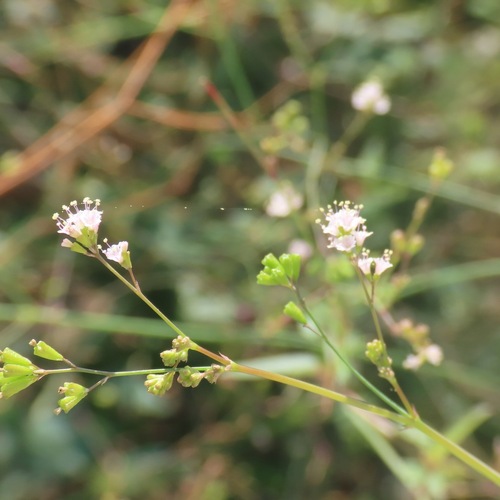 Erect spiderling (Boerhavia erecta)