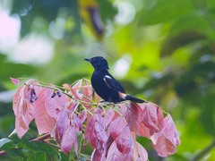 Tachyphonus surinamus